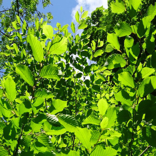 feuilles de hêtre pour illustrer le modal